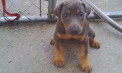 AKC Blue Doberman Puppies for sale. Puppies are registered and a week old. $100.&nbsp;Deposits are being
accepted now. We only have a couple of males, so if you wish for males, deposit quickly. We have&nbsp;more females. Parents are blue . This is their