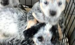 6 weeks old 2 males 200.00 each 1- female 250.00 Out of working cattle dogs. Purebred has had first shots, wormed, flea control medicated. Very healthy and smartnot to mention very cute pups. Glenwood aarkansas Call with questions No Scammers Thanks for