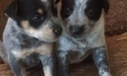 Beautiful Blue Heeler puppies for sale. &nbsp;Males & Females. &nbsp;Eight to choose from. Ready for new homes now. &nbsp;Out of working dog stock. &nbsp;First shots & dewormed. &nbsp;$200.00 with papers. &nbsp;Call Chelsey @318-575-9560. &nbsp;