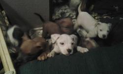 Blue Pit Puppies for sale in medford 3 males $250 ea. and 2 females $300 ea. 6 wks old and ready for good homes. Call --