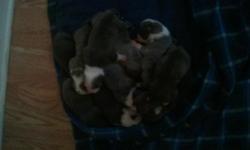 Hello I have 10 blue Pitt puppies for sale! I have 6 boys and 4 girls..200 for boys 250 for girls . 2 weeks old so not ready yet but will be soon. Call and claim yours today I can deliver!! 9102659705 ask for pash:) I can send more pics