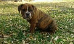 THIS IS A BLUE RIBBON BRED LITTER. Wolverine is a red brindle male with a little white on his chest and a nice white blaze on his nose. He has a very wide chest and thick short legs. IOEBA registration, 2 rounds of shots and dewormers. Please call, text,