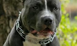 2 year old blue pitbull good with kids ukc registered purple ribbon blood line looking to go to good home