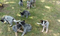 10 wks old today. Shots & wormed. Males & females. Working/herding dogs need space & activity. Love to play frisbee or ball. Love to cool off in the water. They are smart, quick learners & very loyal & loving.