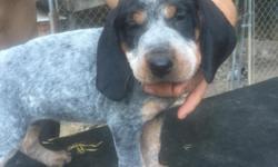 Purebred Bluetick pups for sale. UKC registered. Will be ready August 3,2016. Up to date on shots and wormed. Parents on site and both hunt. Call or text 717-943-7515.