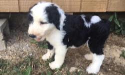 Hello There! I'm Boomer the wonderful black and white Male Sheepadoodle! I was born on June 3, 2016! I love to hear that I am a cutest pup ever. They're asking $1199.00 for me. I'll come home with you shots and worming to date! If you think I'm the pup