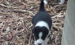 Border Collie puppies for sale. Out of working stock. Both males & females available. There are 5 pups still available. Can't get the pictures to load. I have 2 females and 3 males left. I would be glad to send you pictures. O the pictures posted they are