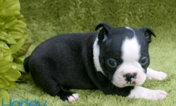 Harley CKC is a gorgeous male Boston Terrier which is off to a good start. He comes with complete health care and vaccine. He's being raised in my home by his wonderful mom and I am standing in as the puppy nanny. Harley should be a small weight when