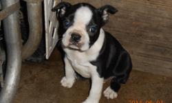 AKC Boston Terrier Pups, three males and one female left, shots and deworming up to date. These pups are beautiful and very friendly. Both parents on site.&nbsp;12 weeks old.$500.00. Call 803-808-0658 &nbsp;or 803-315-6491. No answer I will return all