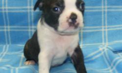 BOSTON TERRIERS AKC REG, shots, wormed, vet checked, hearing tested,
ready to go males only