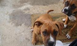 I have two Boxer-Mix puppies (male and female) that I need to find a home for. They are very sweet and loving, and their coloring is beautiful! Our landlord will not allow them at our home, so we are forced to give them up. They are good with kids, and