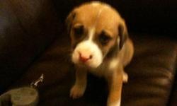 a 6 week old boy boxer/lab mix. very cute.