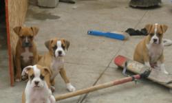 FULL BRED BOXER PUPPIES 6 WEEKS OLD. HAVE 2 MALE AND 2 FEMALE THERE TAIL ARE CUT OFF.
THE DAD AND MOM ON SITE. LOCATED IN SAN DIEGO ,CA * CALL FOR MORE DETAILS*