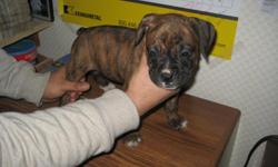 BRINDLE FEMALE BOXER PUPPIES. DEW CLAWS REMOVED, DEWORMED, CURRENT VACCINATION, TAILS DOCKED. VET CHECKED. IF INTERESTED EMAIL baselineboxers@yahoo.com OR CALL 260-897-3274.