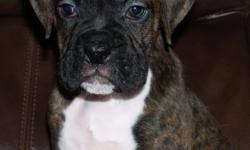 Absolutely beautiful 8 weeks old boxer puppies, 800.00 - brindle and 1,000.00 - black.
Our puppies are vet checked, tails docked, dew claws removed and will be De- wormed before your newest member of the family goes home. Our puppies are full registered