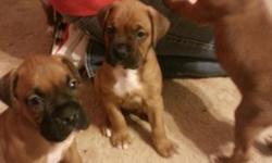 5 boxer puppies for sale. Born October 15th. Have 3 males that are solid fawn with white chest and white tips on toes. Have 2 females that are fawn with white markings on face and neck with white chest and white socks. Have all had first shots and been