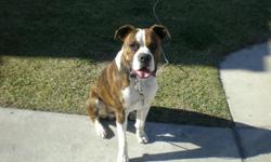 AKC REGISTERED BRINDLE AND WHITE BOXER STUD
EXCELLENT TEMPERAMENT, GREAT WITH KIDS