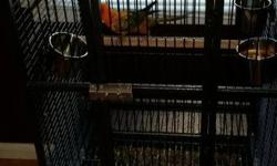 Breeder pair of Sun Conures. They breed several times a year and usually have 4 to 5 babies each clutch. Price includes new cage and new nest box