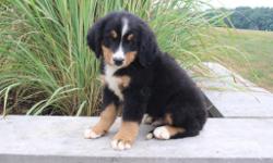Say hello to Brett and he is a cute tri-color male AKC Bernese Mountain Dog! This little one is fun-loving, loves to play ball and take long walks by your side. He was born on June 3, 2016. His mom&nbsp;weighs&nbsp;85 lbs and is AKC registered. His dad