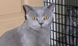 British Shorthair Blue Female Adut
CFA Registered, Grand Champion Sired
"This lovely lady is so sweet & lovable she will steal your heart!"
Well Behaved, Litter Box Trained $150.
(714) 926-5930
cheshirsmile@hotmail.com