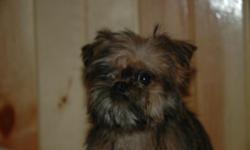 Brussels Griffon Puppies- Reg. Red rough coats. Exceltional Quality. Shots, dewormed. Health guaranteed. $1500 With limited reg. $1,000.00 with CKC Reg. Or $600.00 w/o papers. Cash only. Call 517-366-8one4seven Located near Toledo, Ohio Serious phone call