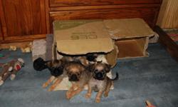 Only two left adorable rough coat males
8wks old wormed and first shots
parents ACA and Continental Club
Champion blood lines
&nbsp;
&nbsp;
&nbsp;
&nbsp;