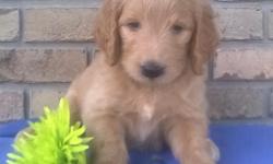 Hello There! &nbsp;I'm Buster, the loving male Goldendoodle. I have been told I am adorable and sweet. I'll come with 2 yr guarantee, shots and worming to date!&nbsp;I was born on May 27, 2016, my mom is 45 lbs and dad is 50 lbs. They are aksing