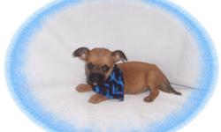 This baby boy is full of pep. He has been raised with children and is very good-natured. He would love a new family with kids to play with. He is a Cairn Terrier and a Cavalier King Charles Spaniel mix.He is micro chipped. He comes with his first series