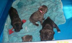 we have 4 beautiful puppies 1 blue boy 1 brown brindle boy 1 blue girl 1 brown brindle girl tails and dewclaws removed parents on premise will have 1st set of shots ready 1st week of september NO PAPERS full cane corso 412 521 4538 please no emails just
