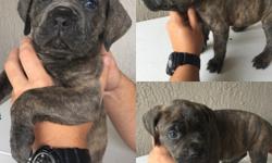 Cane Corso Puppies for Sale
Born June 5th&nbsp;
Will be ready for rehoming first week of&nbsp;August
Taking deposits&nbsp;
2 males, 6&nbsp;females left
Dark brindles, light brindles and blues
AKC/ICCF Certified&nbsp;
Tails docked
First set of shots and
