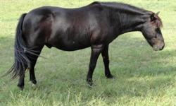 Black 9 year old, male&nbsp;gelding pony. Very gentle. Pulls cart. Cart is $50 extra. Please call for quick response.