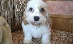 Cavachons make great family pets. They enjoy accompanying their family on in whatever they are doing. Cavachons have a very low shedding coat which makes them a great choice for allergy sufferers. Cavachons are relatively easy to train with gentle and