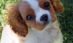 Cavalier King Charles Puppies
Adorable little male pup, very rare markings on his back. ACA registered, microchip, vaccines, health certificate and free vet exam all included with the puppy. He is currently 12 weeks old.text us for more details at