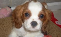 Super sweet and loving Cavalier King Charles Spaniel pups, they are 8 weeks old, ACA registered, all of their shots and worming are up to date, and they come with a written health guarantee. I have one male and one female, they are both white and blenheim