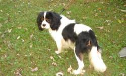 Excellent quality male AKC registered (nice lines with Ireland imports. Soccer is 3 years old. He is a proven stud producing very nice puppies!
For the time being, he can be used for stud service for first pick of litter puppy.
I would be willing to swap