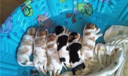 Cavalier King Charles Spaniels, AKC, declaws removed. 3 Blenheim Females, 2 Tri Males, & 1 Blenheim Boy. Born 6/14/2010. These pups are Family Raised and played with daily. They will have their first shots on July 26, and be ready to go to their forever