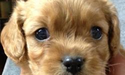 Puppies (King Charles cavalier/poodle) for sale. Also male shin-tzu pup 300. Call --.
