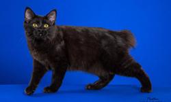 United Persian Society presents a CFA Midwest Regional Purebred and Household Pet Cat Show June 7/8, 2014.&nbsp; Hrs Saturday are 10am to 4pm and Sunday 10:00am to 3:00pm at the Illinois Building- Illinois State Fair Grounds.&nbsp; Vendors galore and
