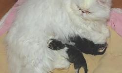 Because of health problems with both my Wife and Myself, we are forced to sell our 2 CFA Pure White Persian Cats. They are both about 2-1/2 years of age, and have produced 2 litters of Kittens. With 4 of the Kittens being Pure Whites. The Pure White