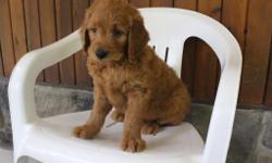 Hi! I'm Champ, the male F1 Goldendoodle. I'm full of happiness and loves to give puppy kisses. I was born on June 9, 2016, my mom is 56 lbs and dad is 60 lbs. They are asking $799.00 for me.&nbsp;I'll come with shots and worming to date! If you think that