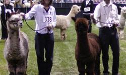 Delphi Alpacas started with Alpacas in 1993. We have evolved with the industry and it has been an exciting ride!
We have been blessed with many good fortunes along the way - for which we are so very thankful.
See our new blog too - Look for the great
