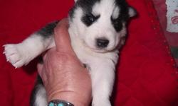 WE HAVE TWO BEAUTIFUL LITTERS TO CHOOSE FROM!!!!!!!!!!!!!!!!! Puppies will be ready DEC siberians come from the best kennels in the US. Thanks to them I am able to bring to the Central Valley Quality,Exellent temperaments, Gorgeous colors and markings.***