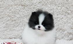Charming Teacup pomeranian puppies for Adoption!.Note: Email us directly ( lonnatspace-60@yahoo.com ) for more information and Recent Pictures OR Text us your email @ () -