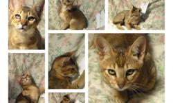 Hello - We Have beautiful Chausie kittens available great little cougar boys - get yours while they last....