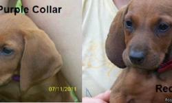 Hi. We have 2 Female 'PR' UKC registered Redbone Coonhound puppies for sale. They come with their 1st set of shots, wormed regularly, socialized, used to other dogs, cats, children, vet checked, and health records. The parents are both here and are really