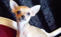 This is jacob, he is a short coat apple head Chihuahua.&nbsp; He has been raised in my home with lots of loving care. He is up to date on his vaccines and dewormings. He is 14 weeks old. His price is 200.00 pick up only. call 256-458-2911 or 256-547-6674