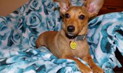 Chihuahua/Dachshund Mix Female, been spayed and has micro chip.&nbsp; Very sweet and loving personality.&nbsp; Calm temperment.&nbsp; Asking $100 for her a rehoming fee.&nbsp; Call or text for more info 512-233-9659.