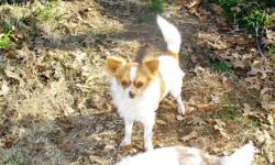Downsizing: Beautiful Long Coat Male Chihuahua. Price: $150.00 or will consider Best Offer Cash Please. One Year Old.CKC Reg. Weight about 6 lbs. UTD on shots & worming. Location: Comanche, TX. Please e-mail if interested. You may call: 561-274-1053, but