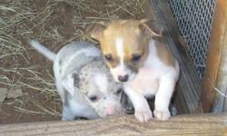 Chihuahua Short Coat Male Puppies, Prices: 2 Males $175.00 ea. purebred. CKC Parents on premises. Location: Comanche, TX. Please e-mail if interested for more information. you can call: 561-274-1053, but my hearing is bad, may not be able to hear good.