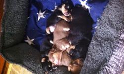 I have beautifull chihuahua puppies mix with dachshund dogs, females, born 2-28-2014, deworming, father is ckc long hair chihuahua and mother is short &nbsp;hair dachshund, father weight 3 pounds and mother 4 pounds,puppies are short hair, females, if you